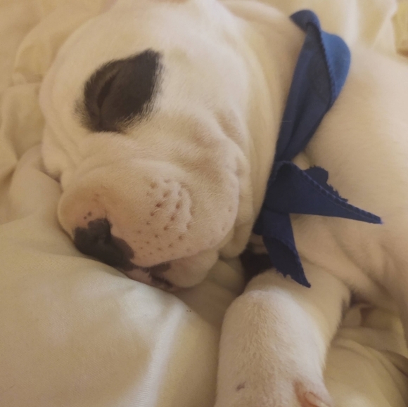 Meet your Posher, Gayla - Picture 4 of 6